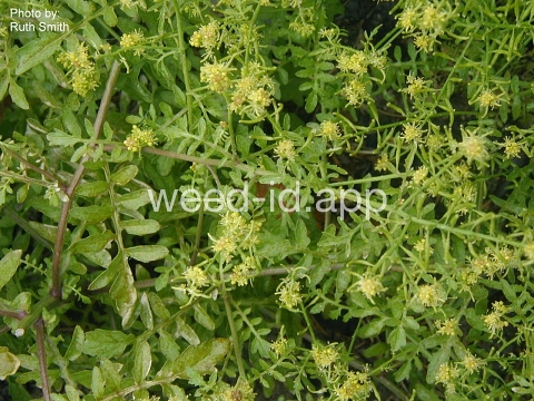 yellowcress, western